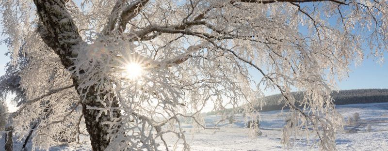 a snowy tree with the sun behind it